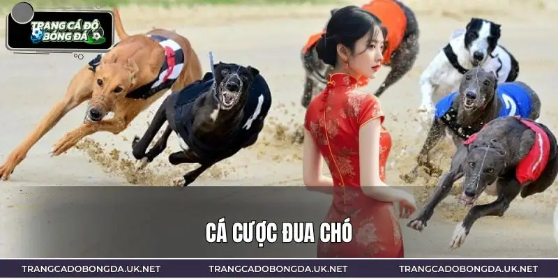 Cá Cược Đua Chó Từ A Đến Z | Hiểu Đúng Trước Khi Tham Gia